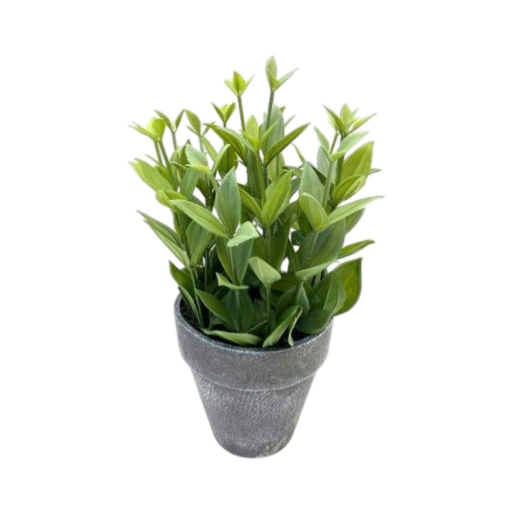 Planta En Pote 24cm