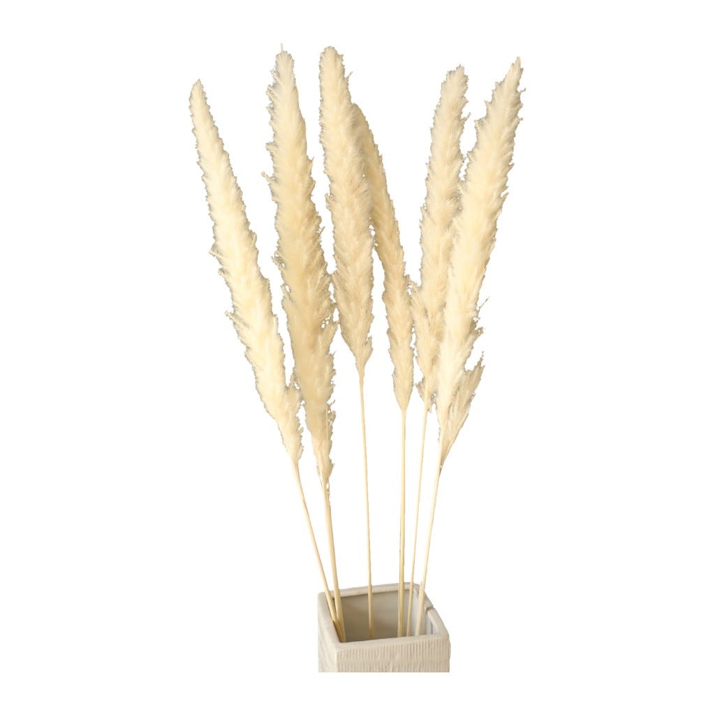Set De 6 Piezas De Pampa Blancas 75Cm