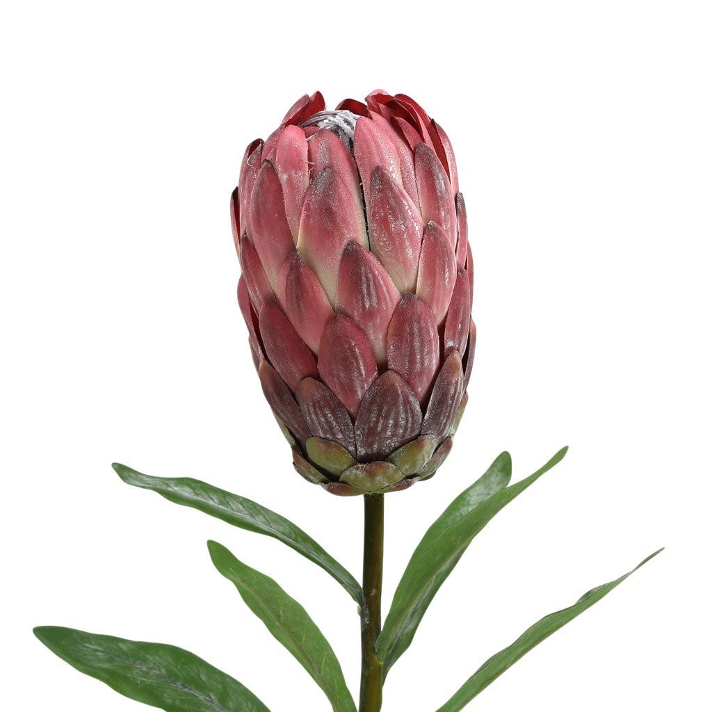 Flor Protea 61Cm