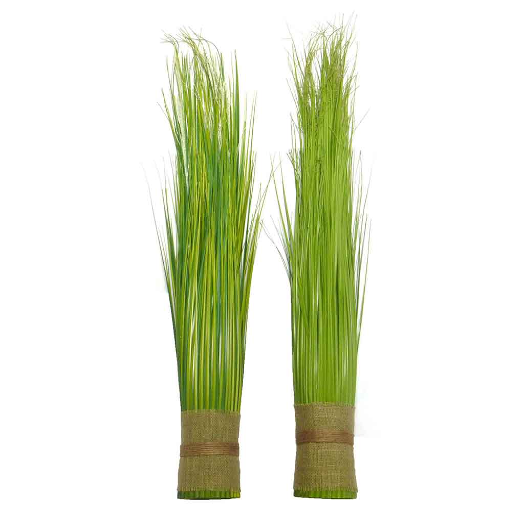 Arbusto De Cebolla 1.5M/4.5Ft