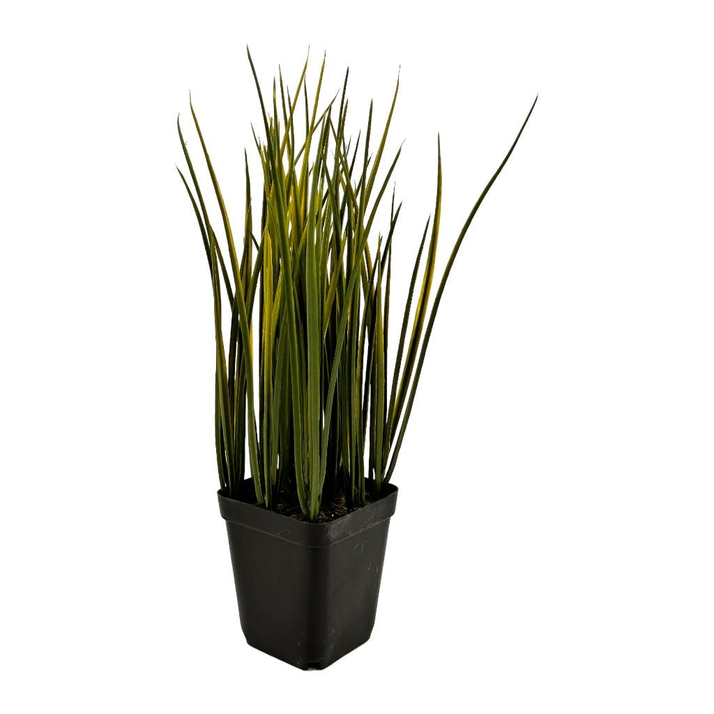 Planta Verde En Maceta 26Cm