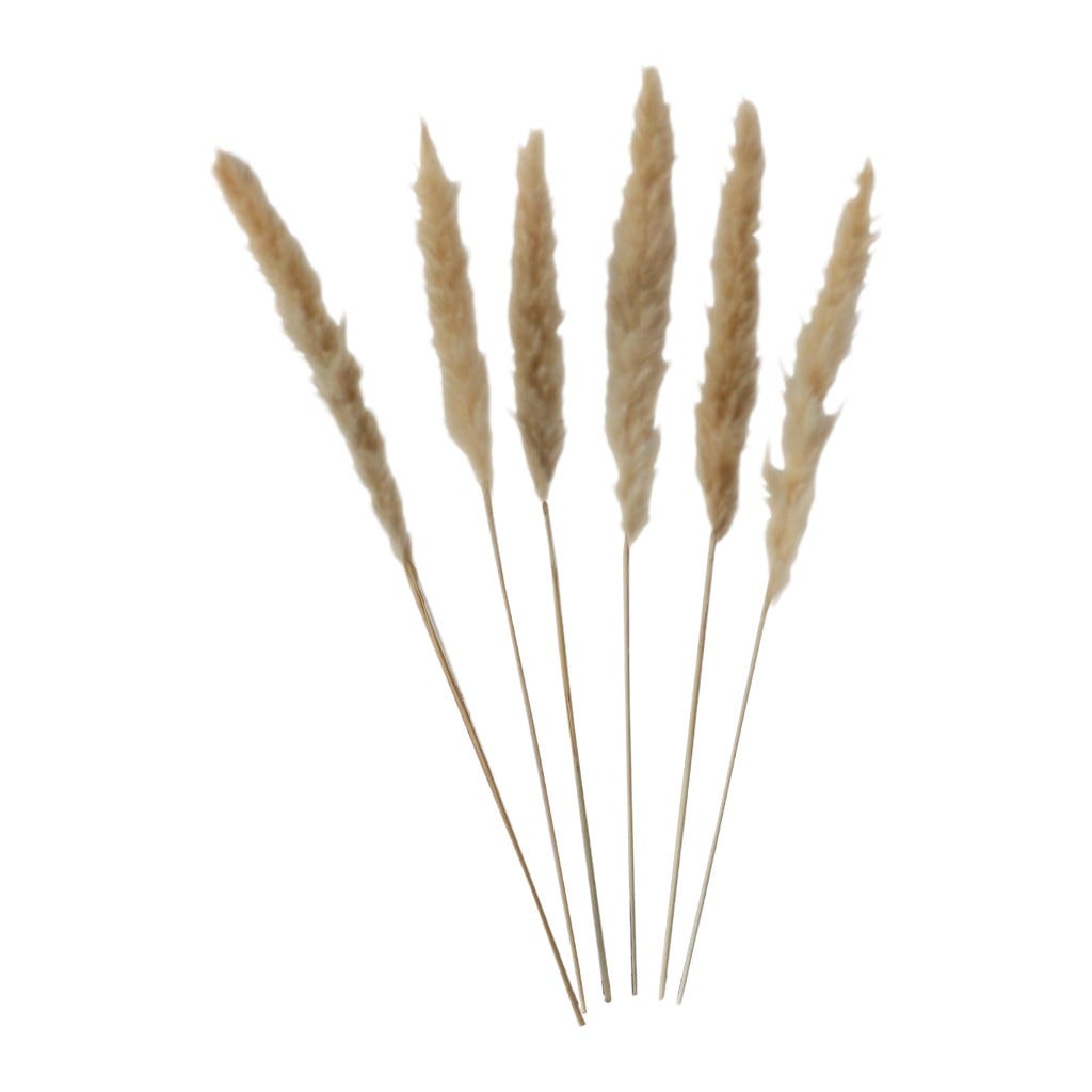 Set De 6 Piezas De Pampa Crema 75Cm