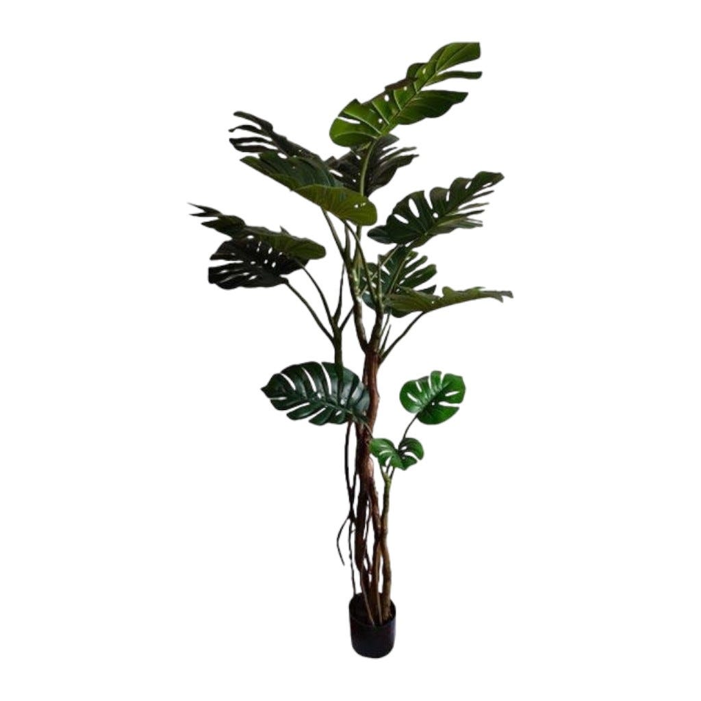 Monstera En Pote 180cm
