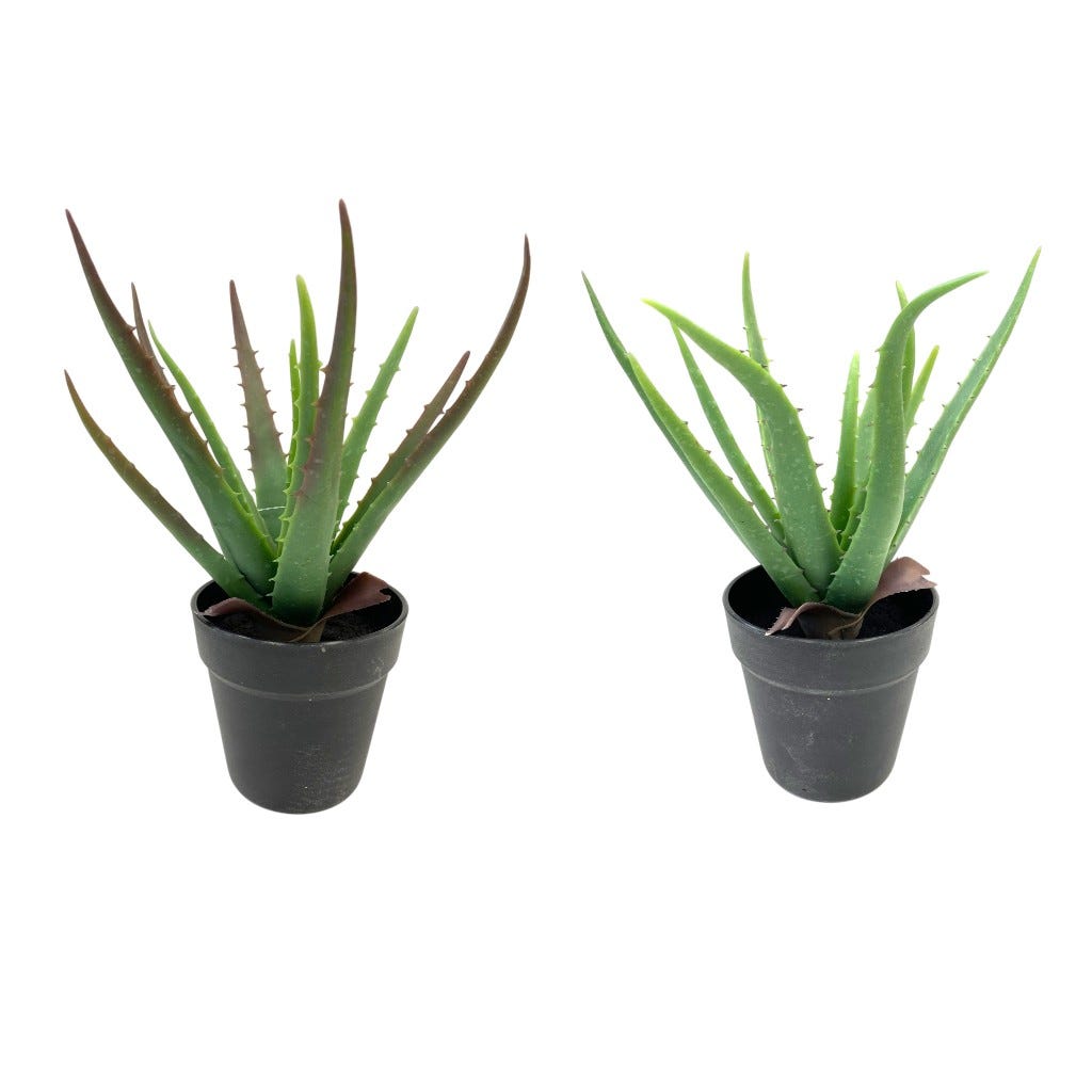 Suculenta En Pote 35Cm