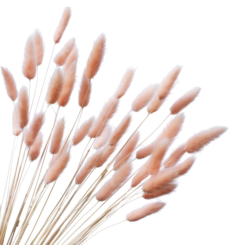 35 Piezas De Lagurus Rosa De 50Cm