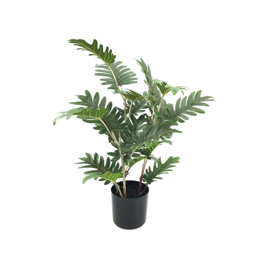Planta Philodendron Selloum En Pote 55cm