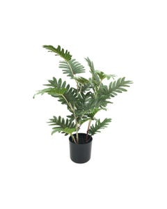 Planta Philodendron Selloum En Pote 55cm