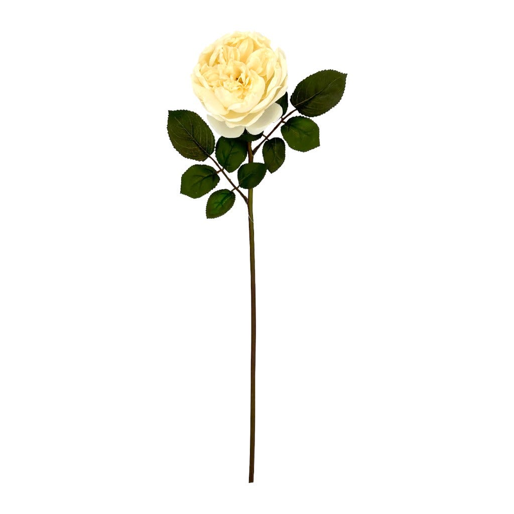 Rosa Individual 61Cm