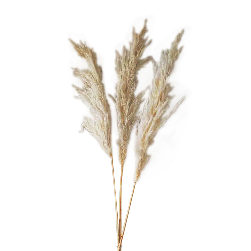 Ramo De Pampas Blanco 3 Piezas 90cm