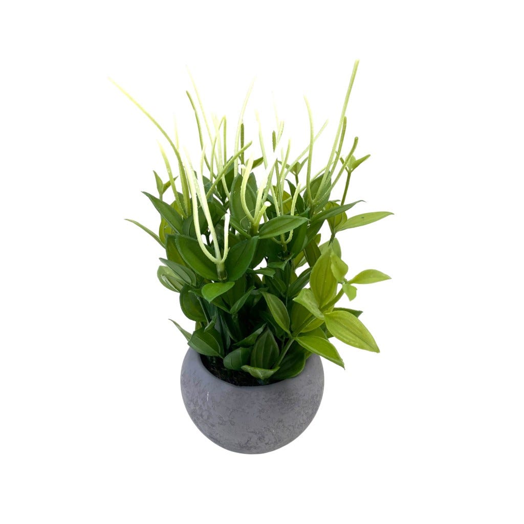 Planta En Pote 24Cm