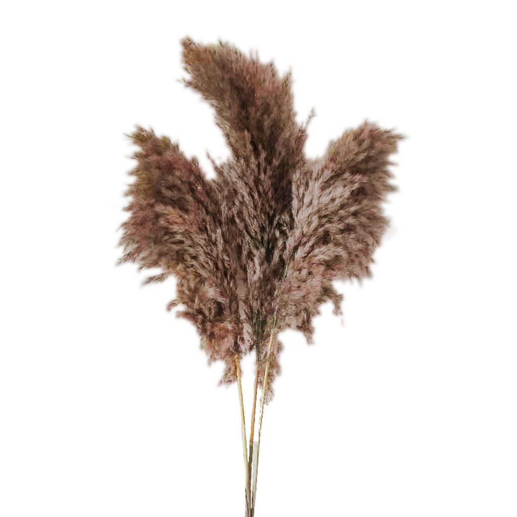 Set De 3 Piezas De Pampas Naturales De 90Cm