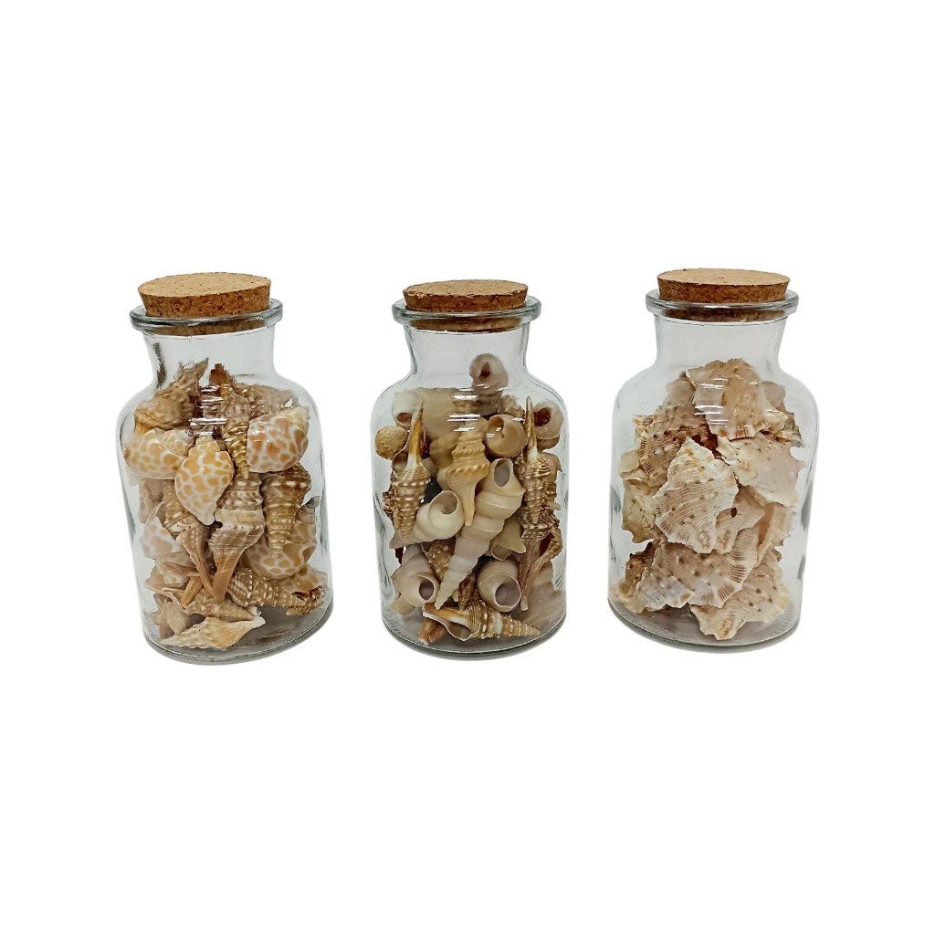 Frascos De Conchas De Mar Natural 6X6X13Cm